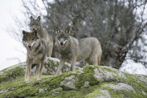 Civitella Alfedena Lupi