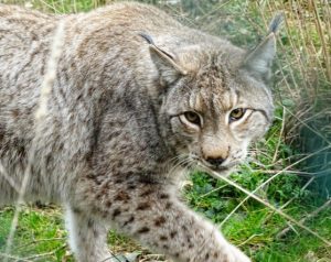 Civitella Alfedena lince