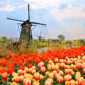 29086615-classic-dutch-windmills-with-orange-tulips-and-sunbeams-netherlands