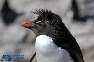 pinguini-03